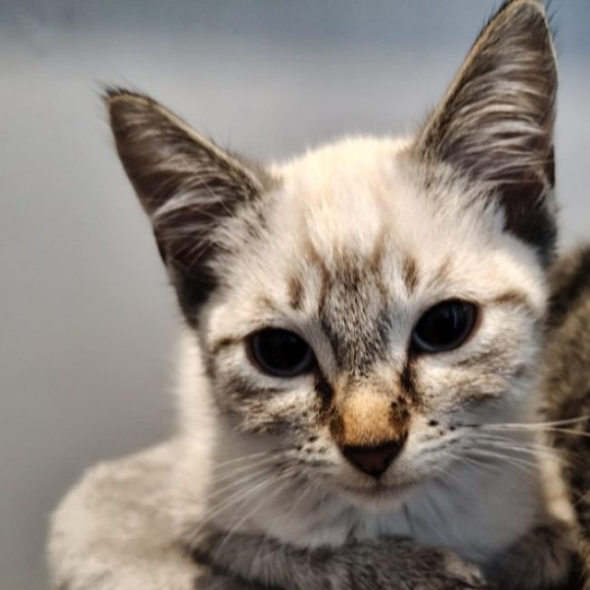 Orchidee - Chat Européen à adopter