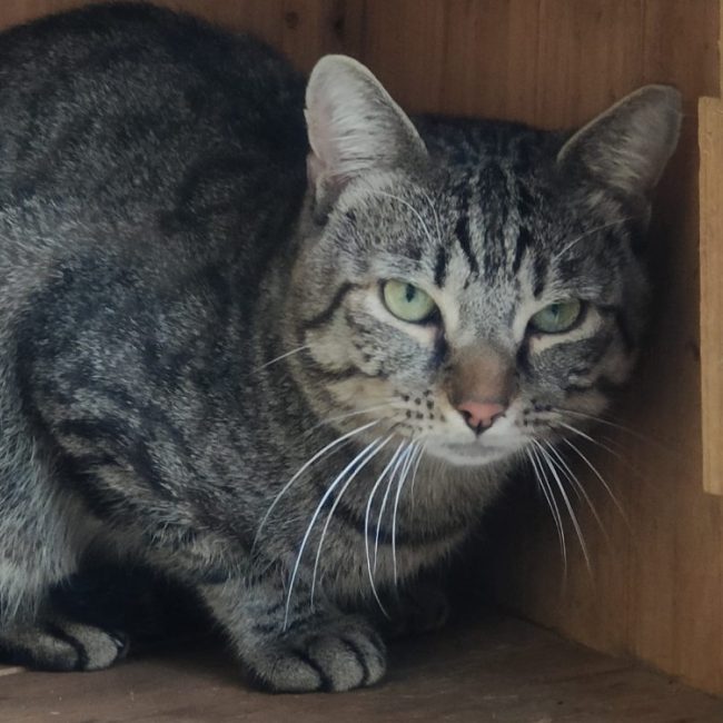 Gribouille - Chat Européen à adopter