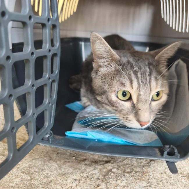 Totom - Chat Européen à adopter