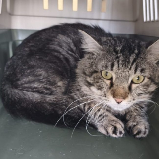 Mistou - Chat Européen à adopter
