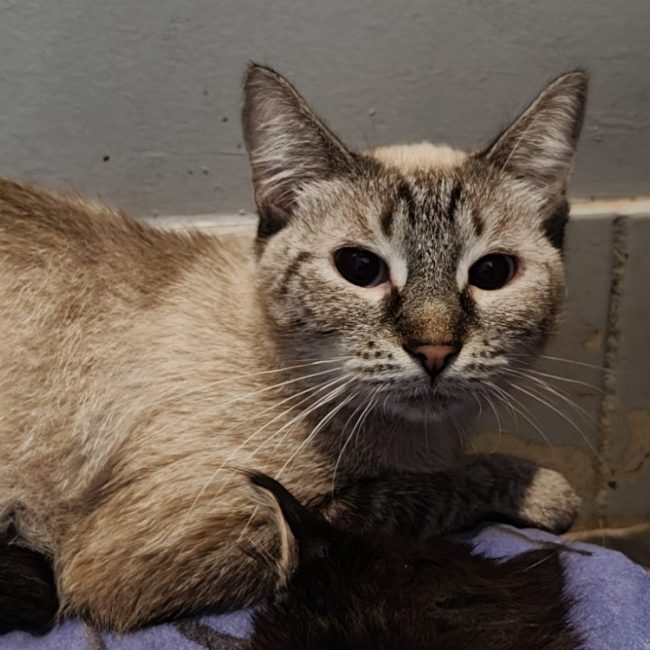 Blanchette - Chat Européen à adopter