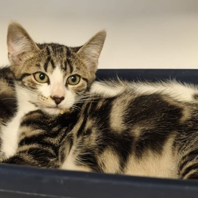 Sake - Chat Européen à adopter