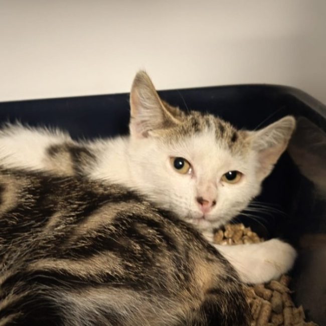 Pomponette - Chat Européen à adopter