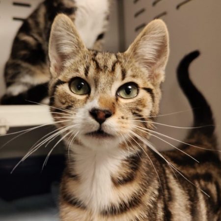 Stach - Chat Européen à adopter