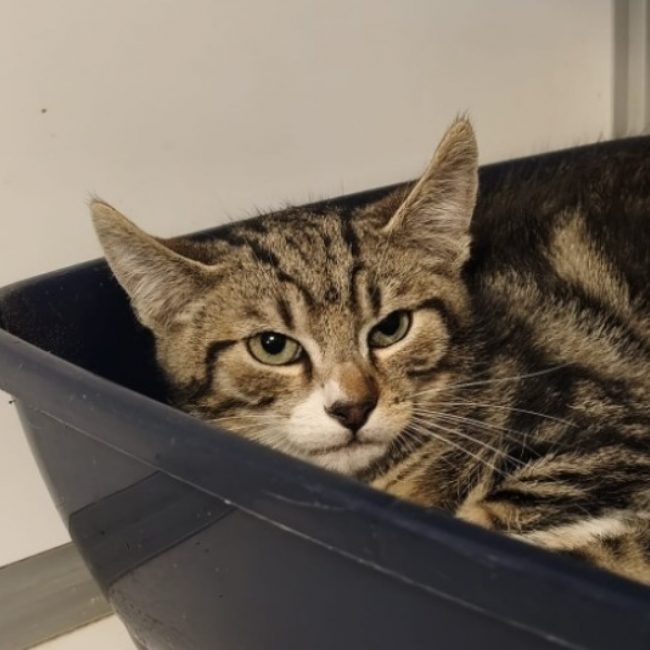 Stach - Chat Européen à adopter