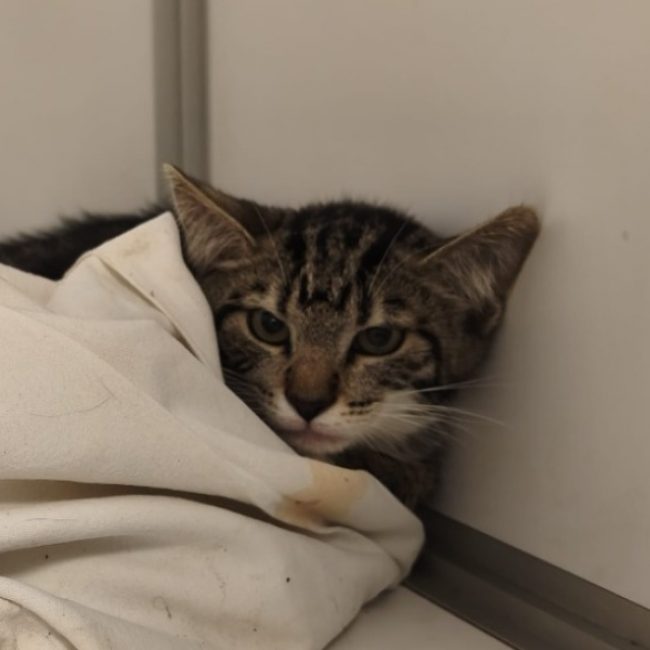 Moustache - Chat Européen à adopter