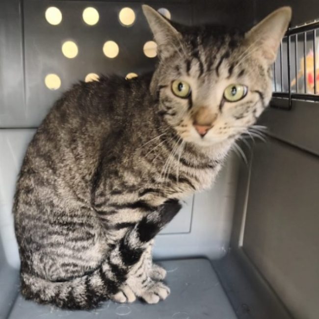 Tigrouillou - Chat Européen à adopter