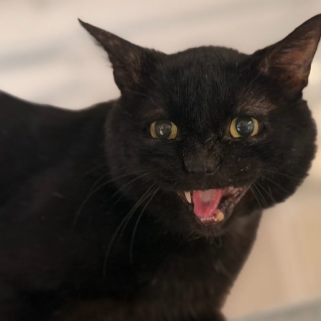 Boule - Chat Européen à adopter