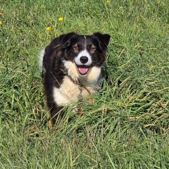 Hope - Chien à adopter
