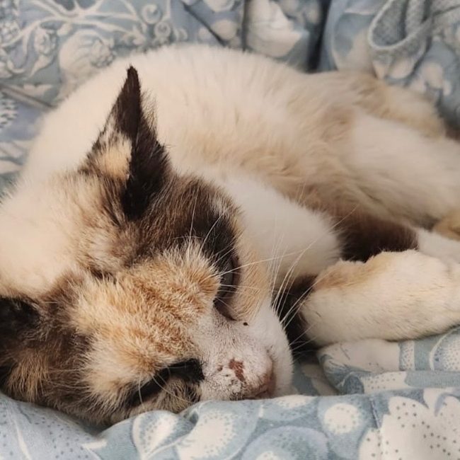 Nanny - Chat Européen à adopter