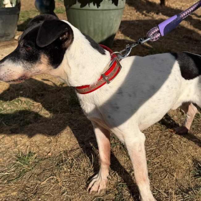 Philou - Chien à adopter