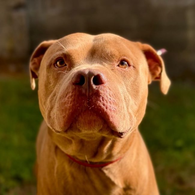 Aiko - Chien Bouledogue Américain à adopter