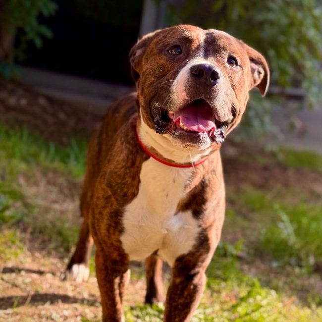 Moscow - Chien Bouledogue Américain à adopter