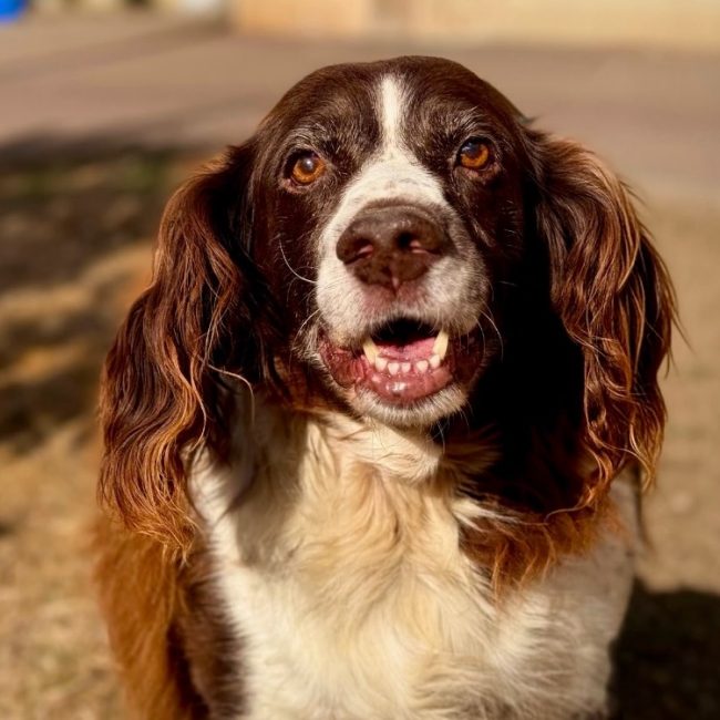 India - Chien English-Springer-Spaniel à adopter