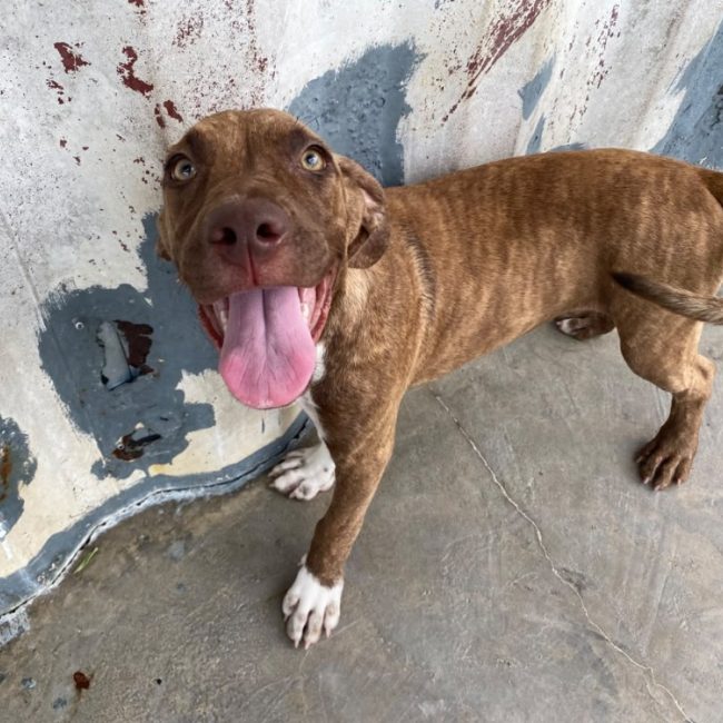 Callisto - Chien à adopter