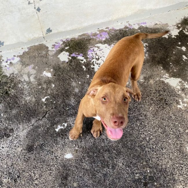 Comete - Chien à adopter