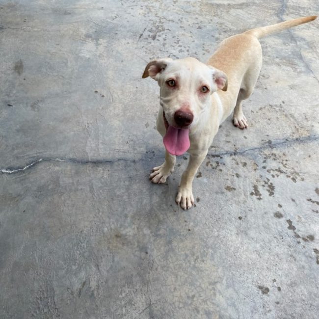 Celeste - Chien à adopter