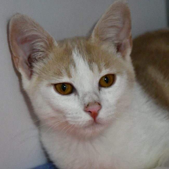 Ozzy - Chat Européen à adopter