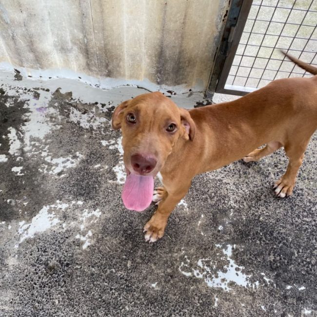 Cassio - Chien à adopter