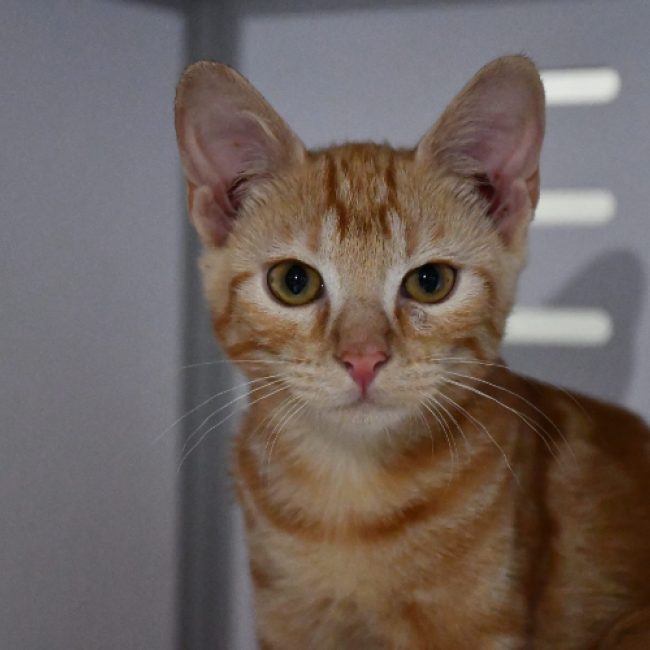 Stanley - Chat Européen à adopter