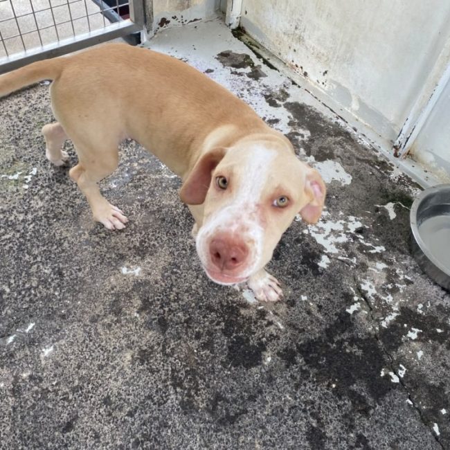 Cosmo - Chien à adopter