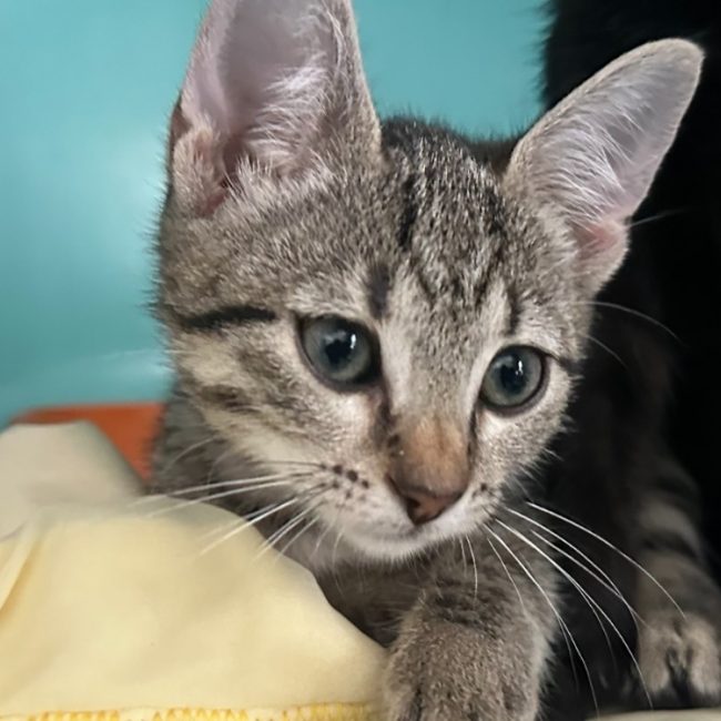 Nuage - Chat Européen à adopter
