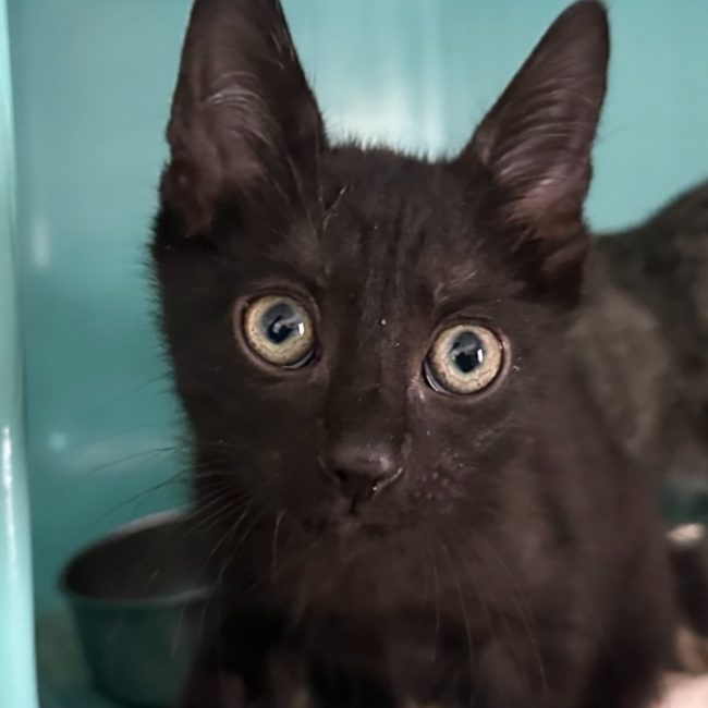 Néon - Chat Européen à adopter