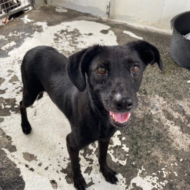 Melissa - Chien à adopter