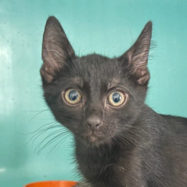 Nectar - Chat Européen à adopter