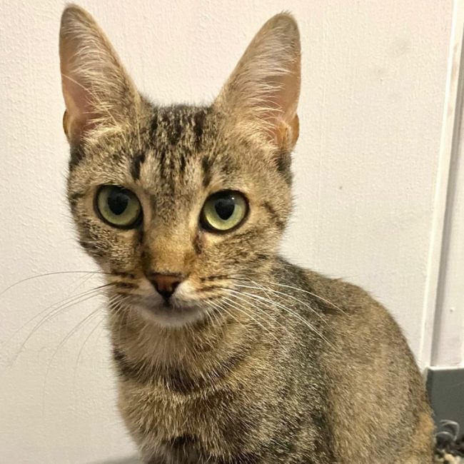 Kuma - Chat à adopter