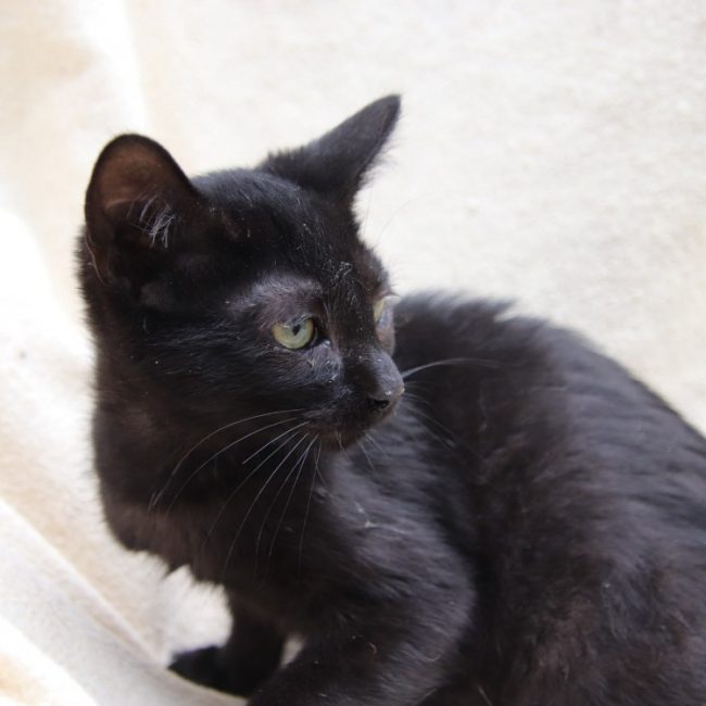 Pinceau - Chat Européen à adopter