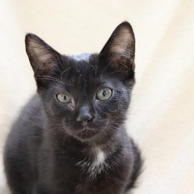 Pikachu - Chat à adopter