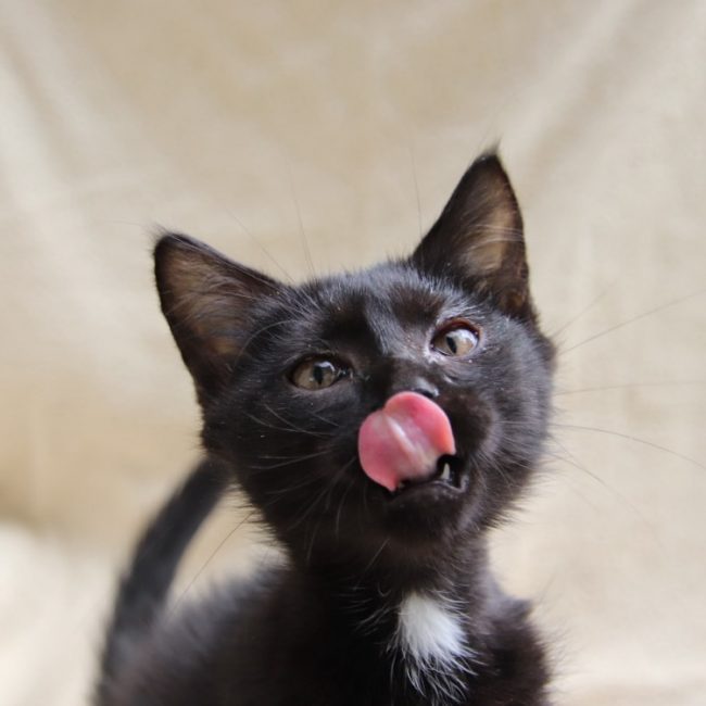 Miaouss - Chat à adopter
