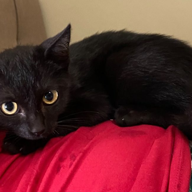 Peppo - Chat Européen à adopter