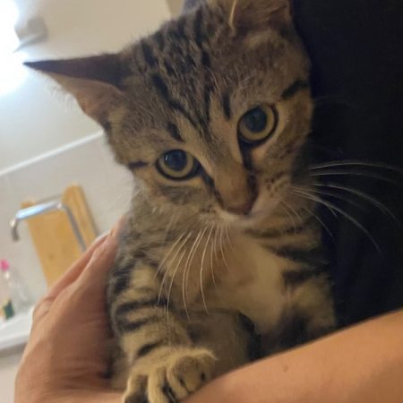 Pom-pom - Chat Européen à adopter