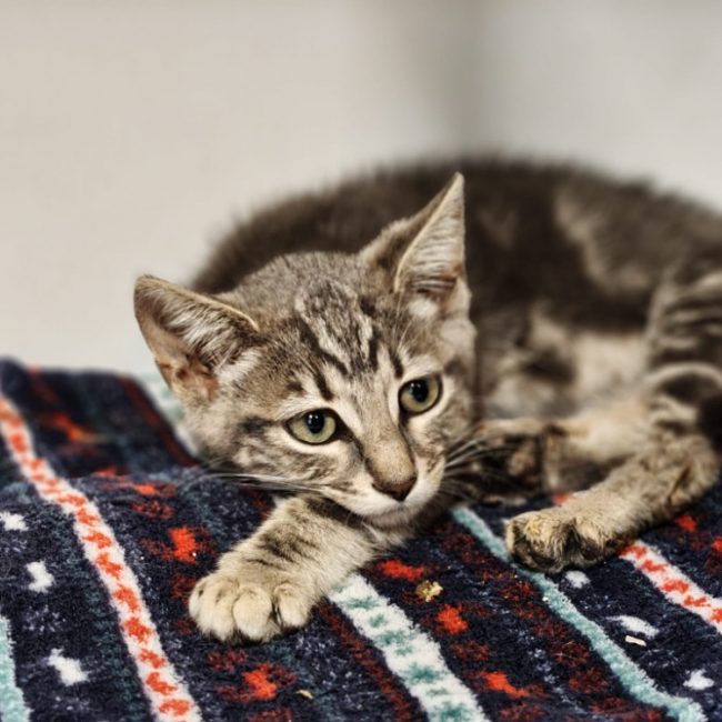 Scat cat - Chat Européen à adopter
