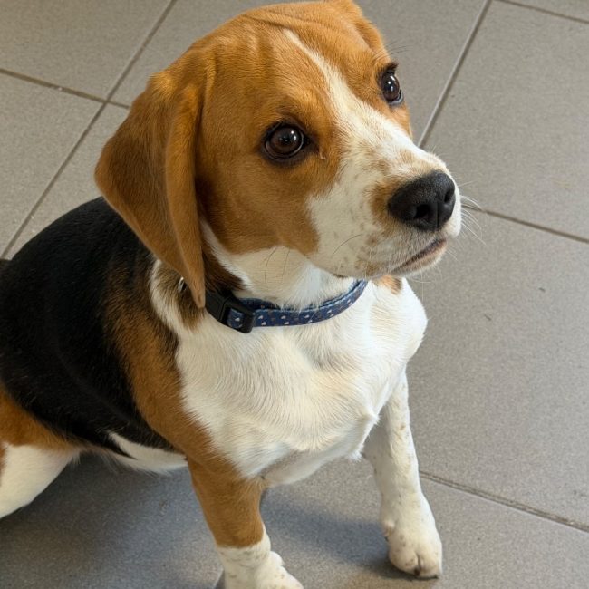 Betsy - Chien Beagle à adopter