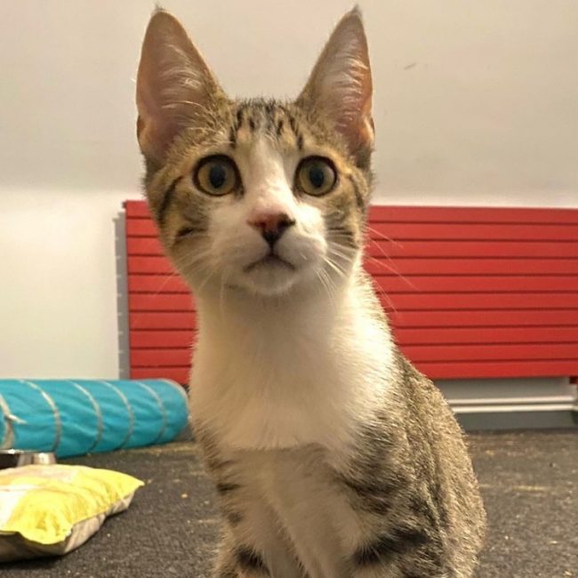 Ubac - Chat à adopter