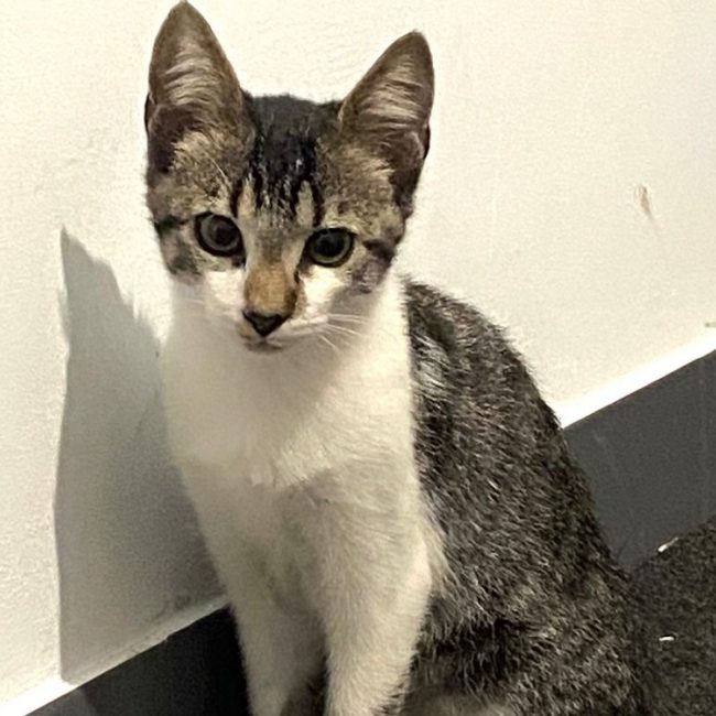 Gato - Chat à adopter