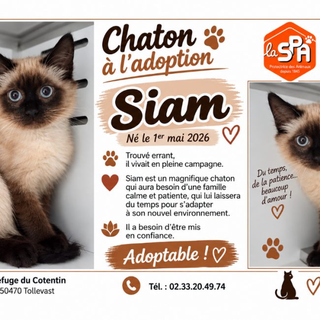 Siam - Chat Siamois à adopter