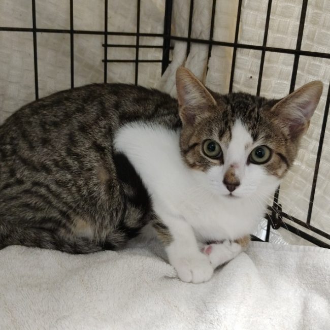 Brisby - Chat Européen à adopter