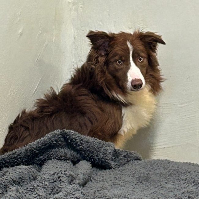 Jake - Chien Border Collie à adopter