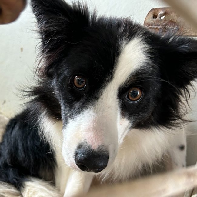 Kalinka - Chien Border Collie à adopter