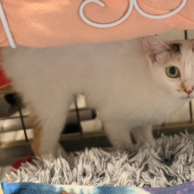 Taquine - Chat Européen à adopter