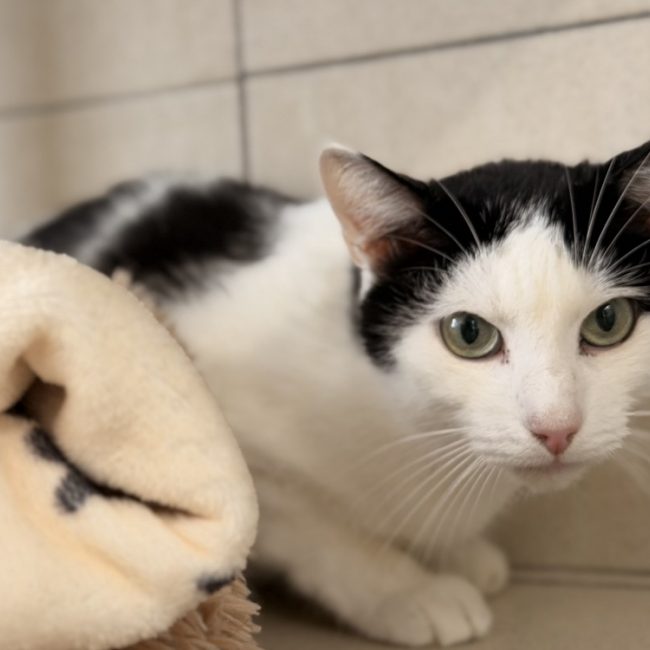 Monsieur moustache - Chat Européen à adopter