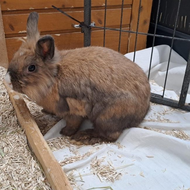 Eclipse - Rongeur Lapin à adopter