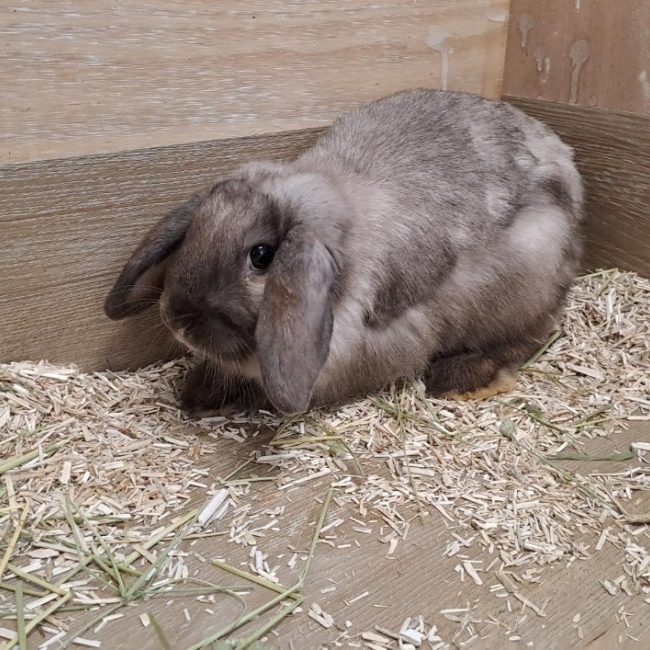 Zodiac - Rongeur Lapin à adopter
