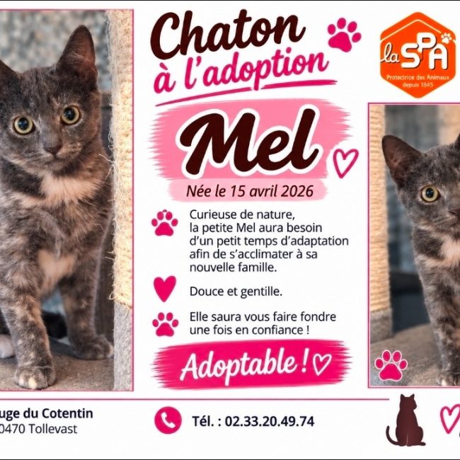 Mel - Chat Européen à adopter