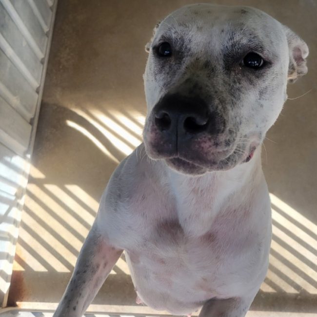 Loulette - Chien Bouledogue Américain à adopter