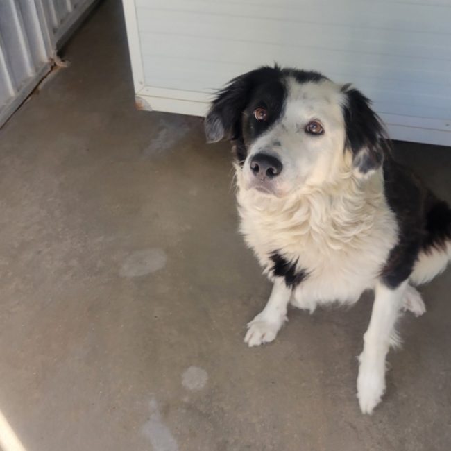 Mounette - Chien Border Collie à adopter